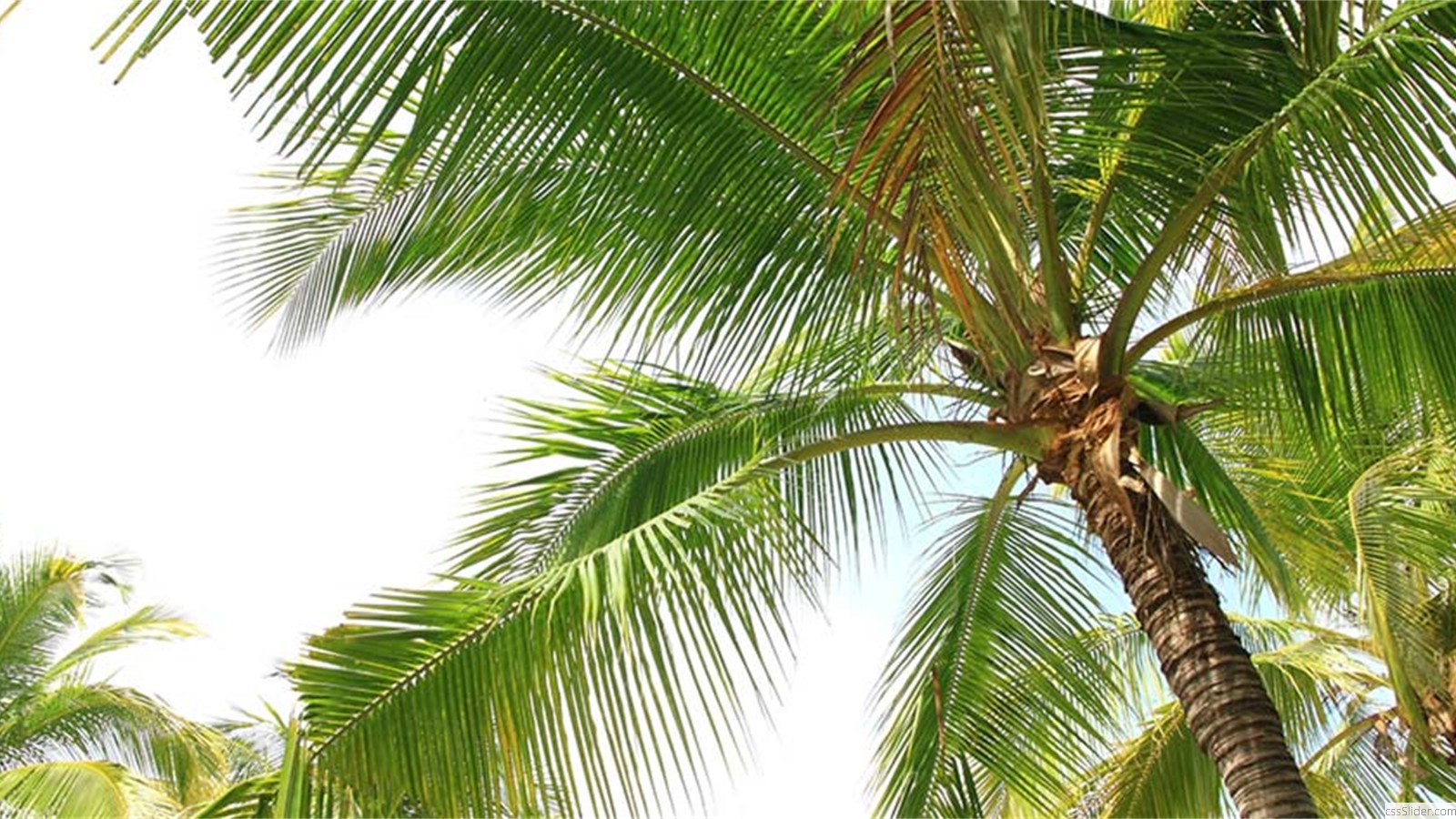 palm